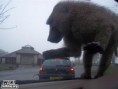 /album/vtipne-obrazky/monkey-perspective-jpg/
